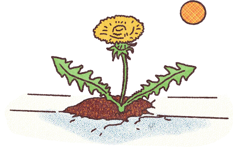 Social Ties, Remote Work and Creative Resilience 1 dandelions are a great example of creative resilience... they don't care if concrete is in the way.