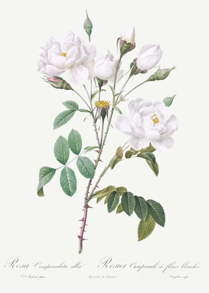 The Truth About Integrity 2 white rose