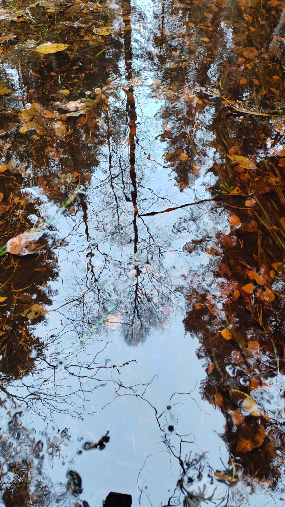 IMG 20241109 131646088 HDR