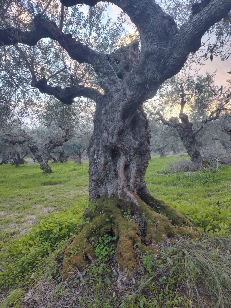 IMG 20241222 164819104 HDR