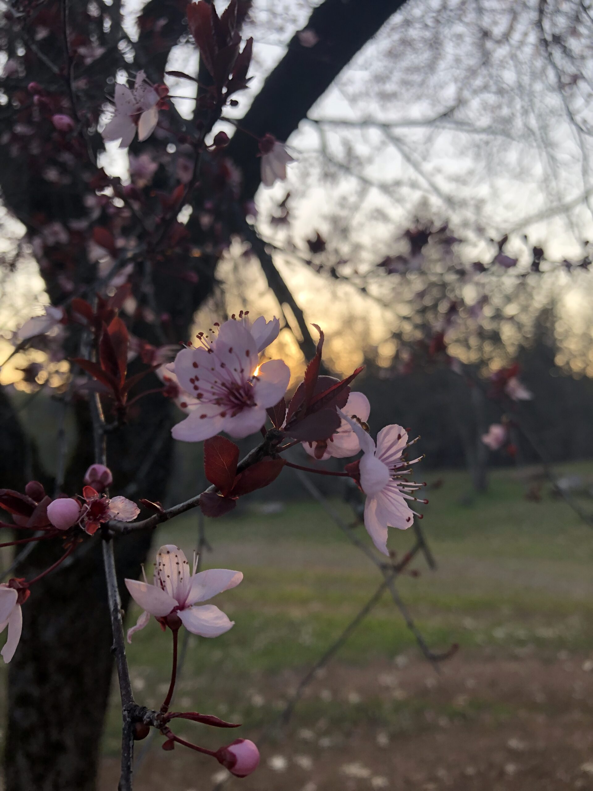blossoms sunset scaled
