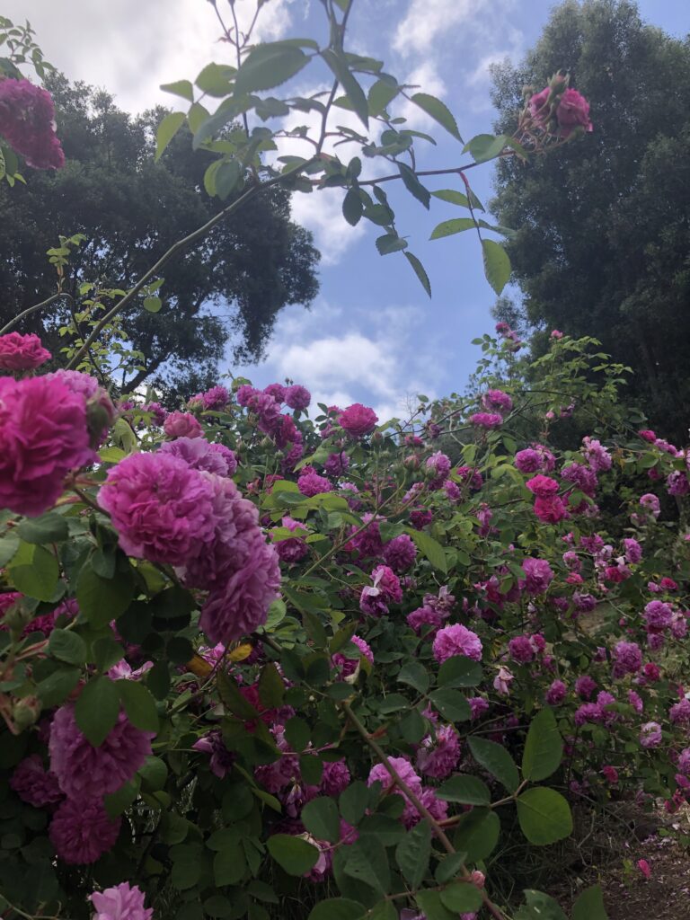 old pink roses