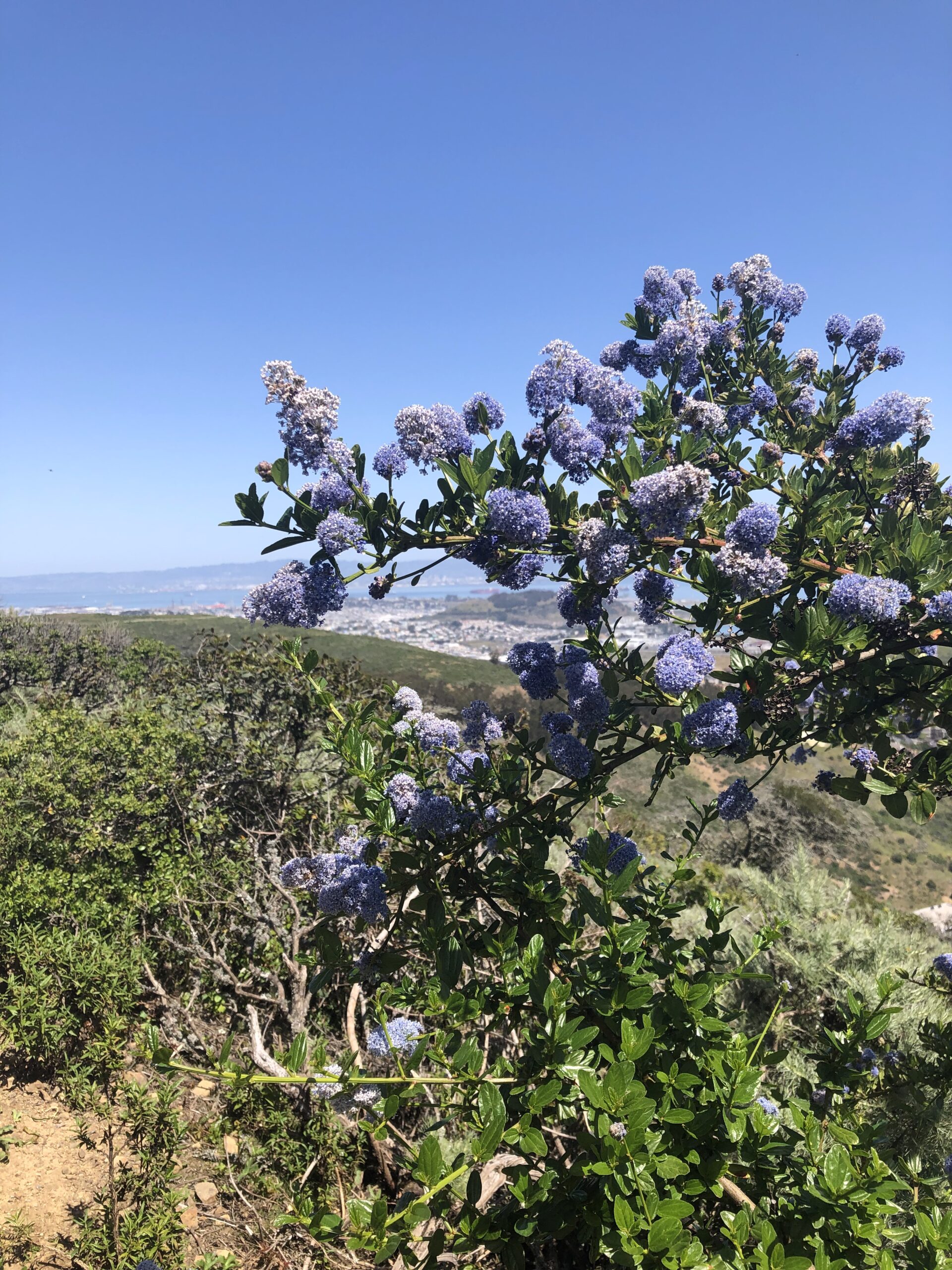 purple flower on hill scaled