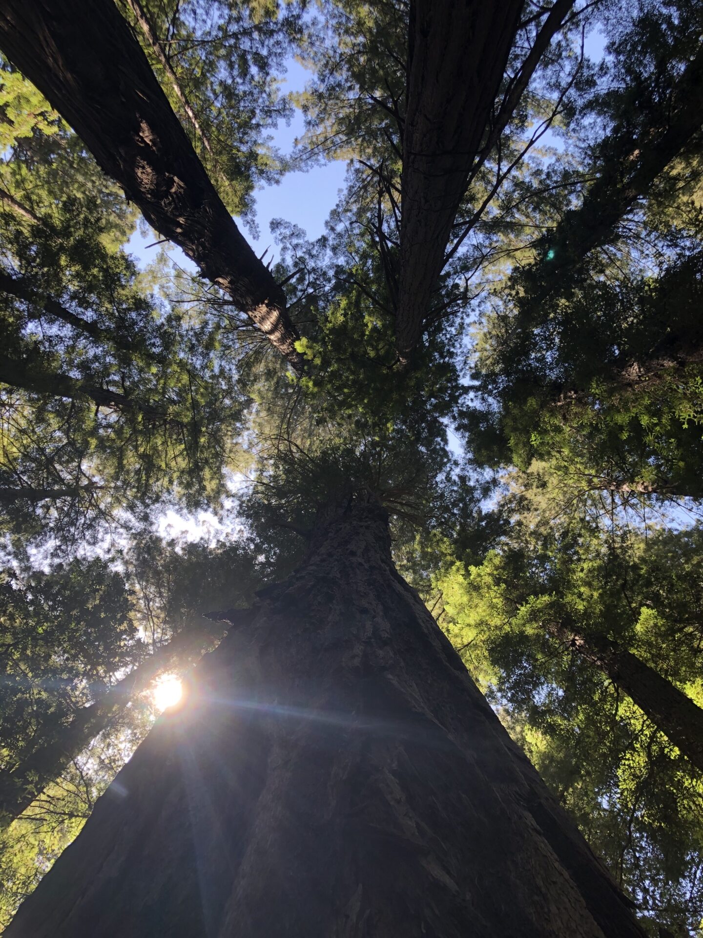 redwoods