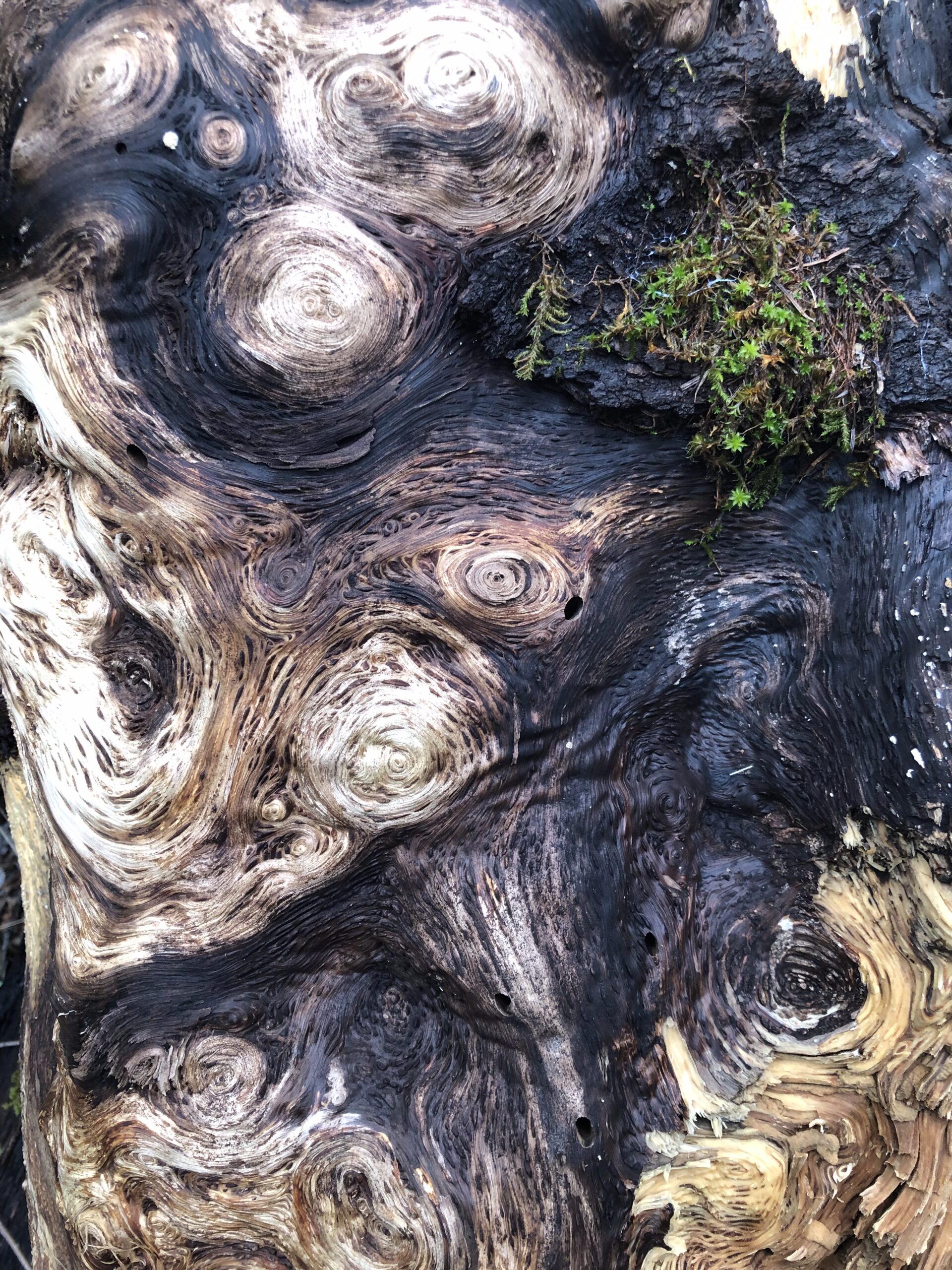 tree wood art scaled