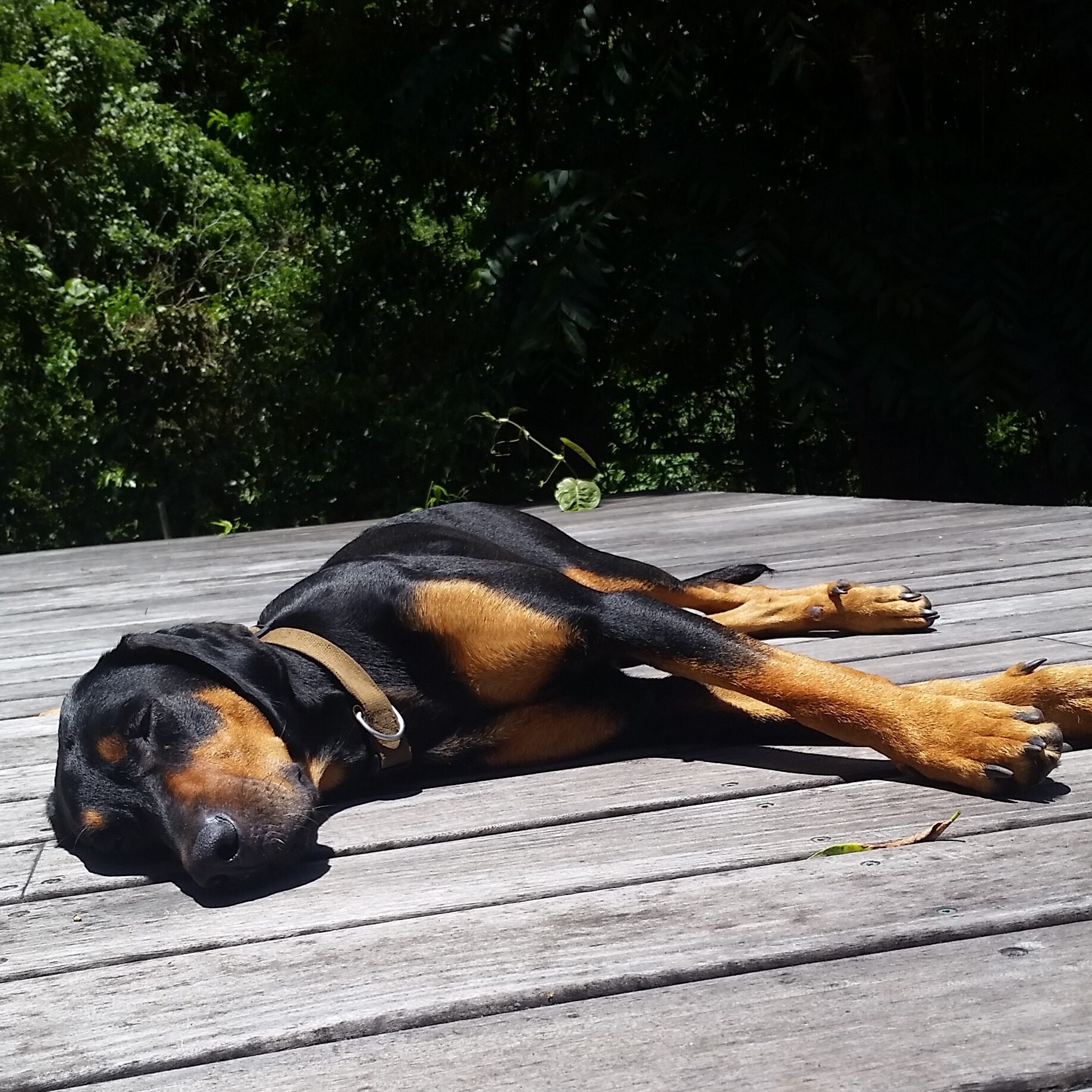 Housesitting 1 Sweet dog snoozing while housesitting in Panama