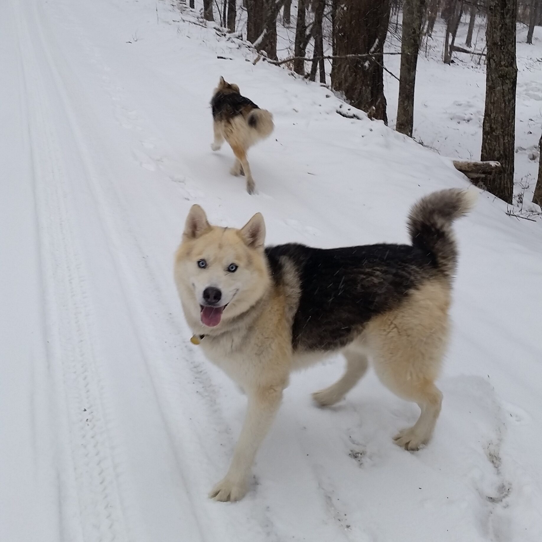 Housesitting 2 20190212 1511200