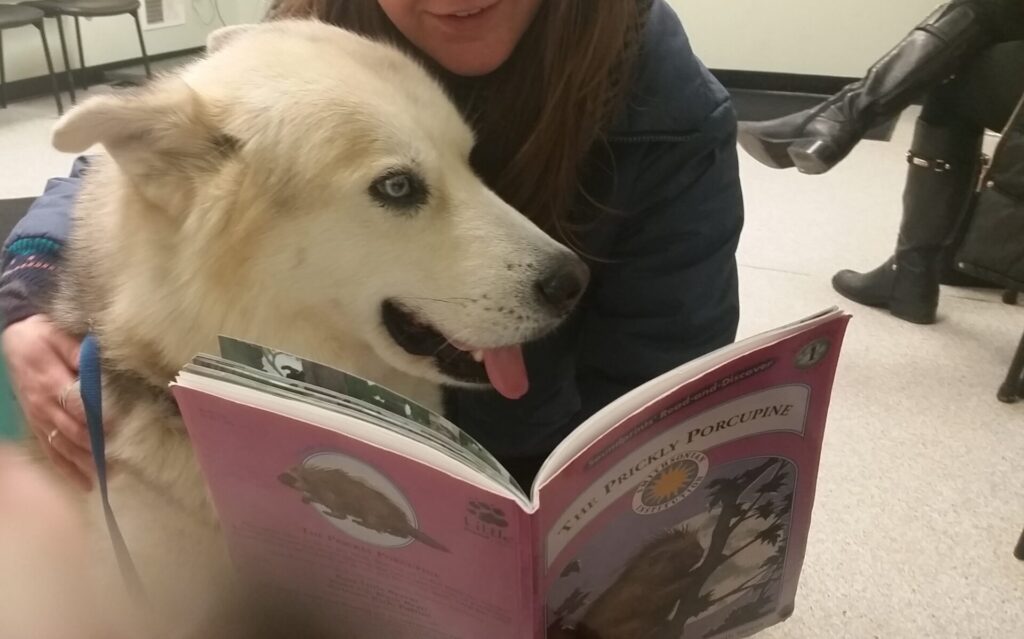 Reading a book about porcupines with our sweet canine charge after getting porcupine quills removed in a late-night vet visit while housesitting