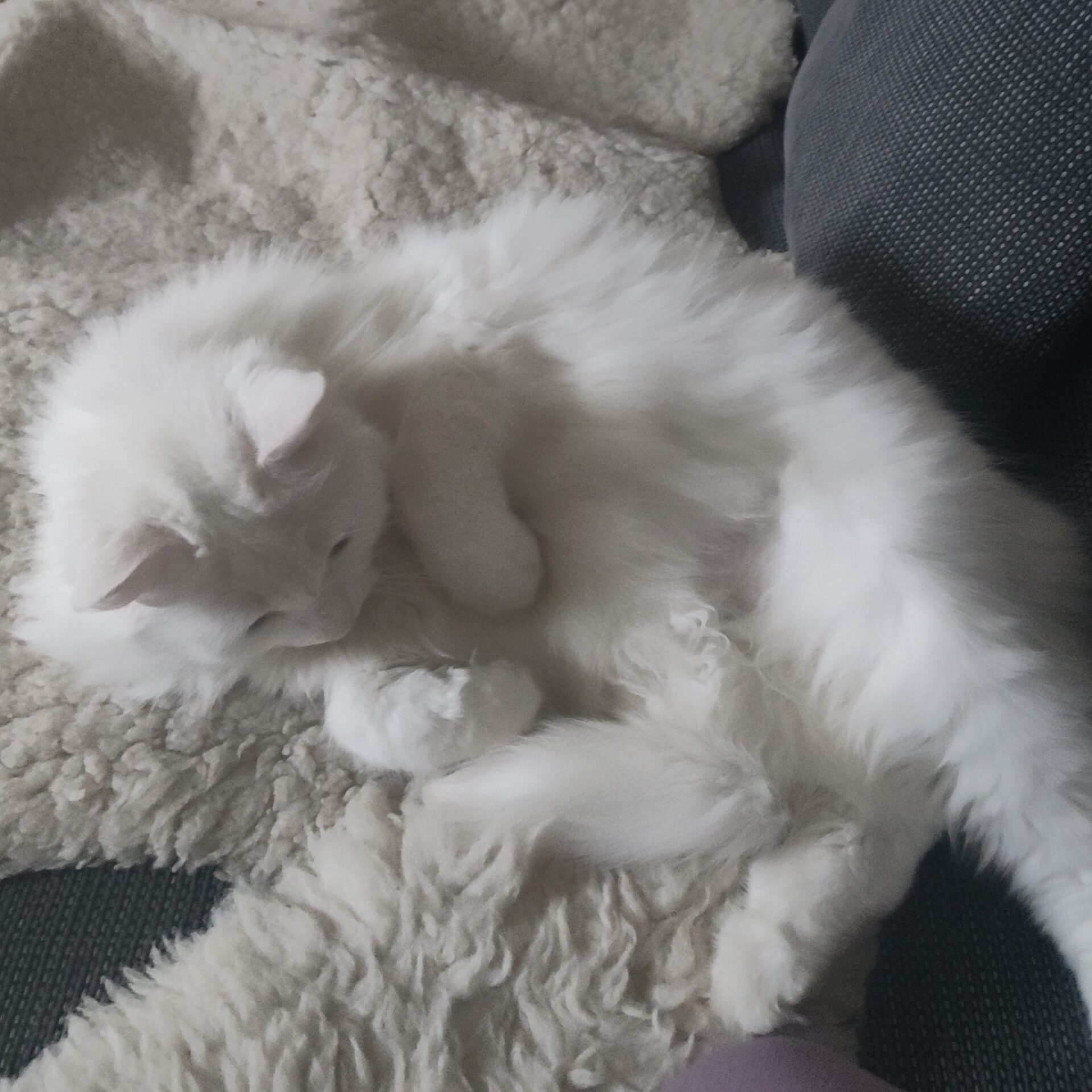 Housesitting 3 IMG 20241127 WA0002