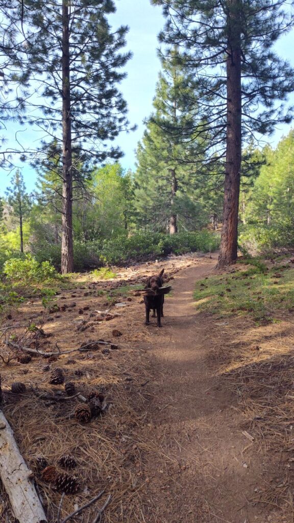 Out on a hike while housesitting in Truckee, CA